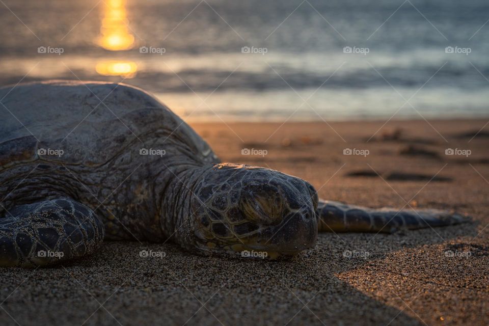 Sleeping Lazy Turtle