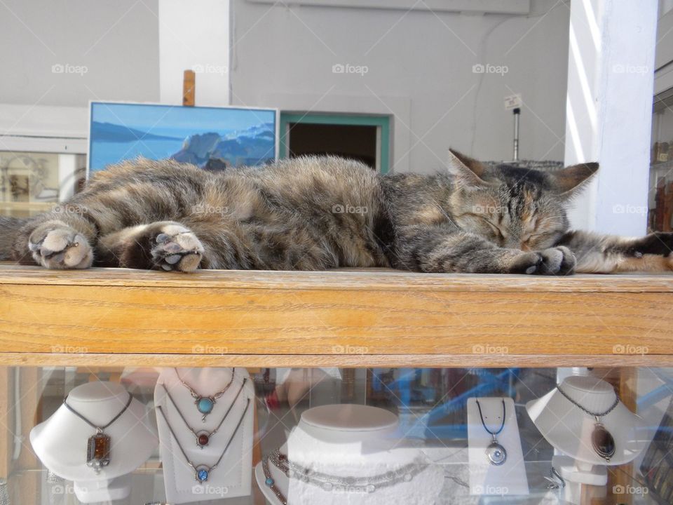 Lazy cat Greece 