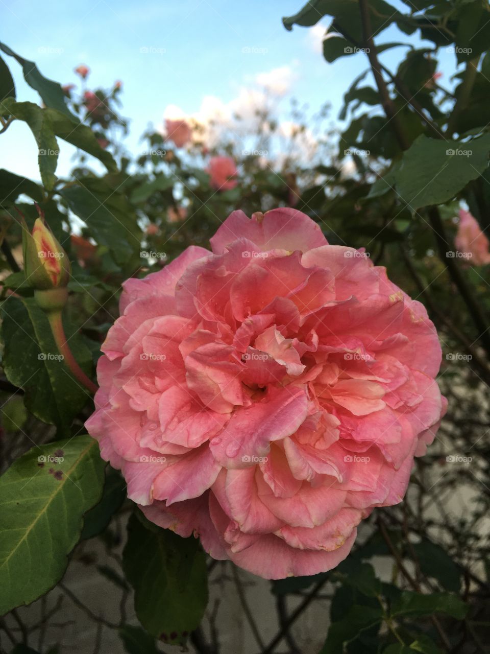 🌹 🇺🇸 Very beautiful flowers to brighten our day.  Live nature and its beauty. Did you like the delicate petals? / 🇧🇷 Flores muito bonitas para alegrar nosso dia. Viva a natureza e sua beleza. Gostaram das pétalas delicadas? 