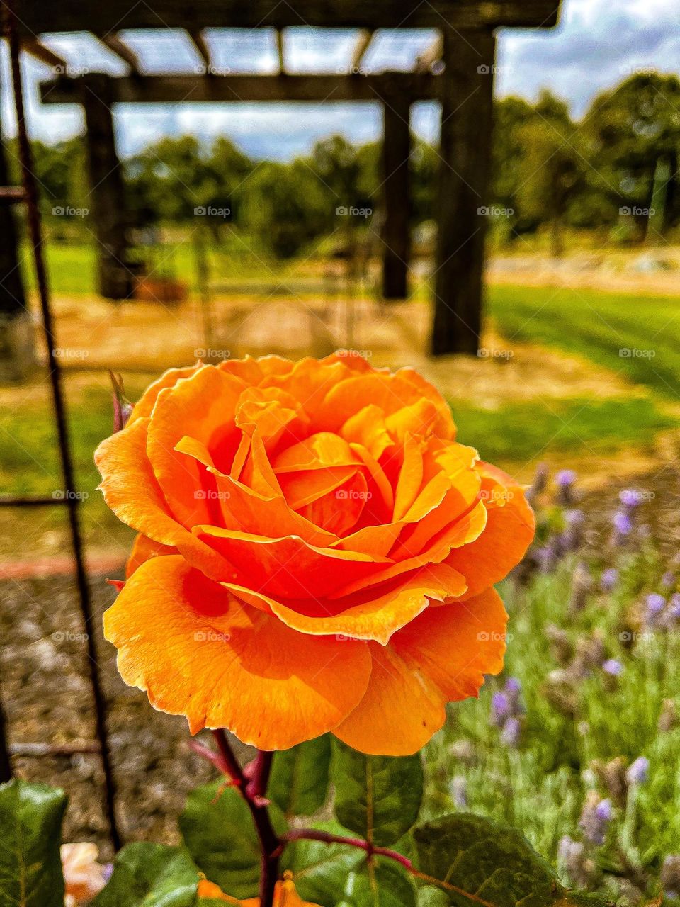 Beautiful orange rose blooming 