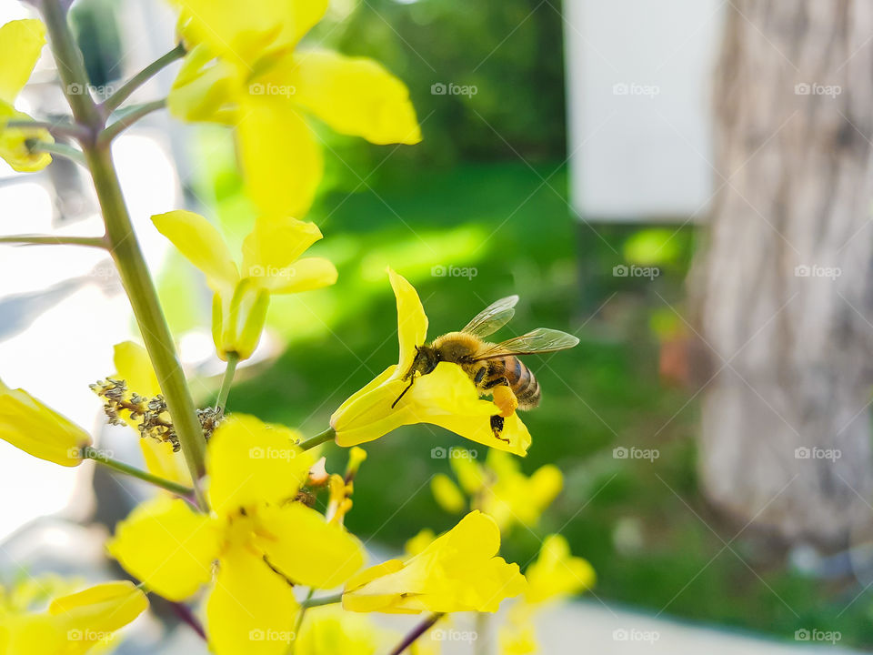 fist sign of spring bee on yellow flower blur background insect blossom