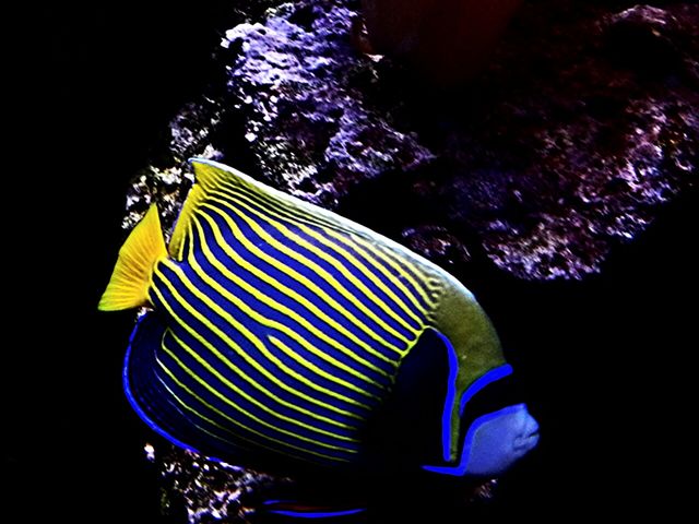 Glowing Fish