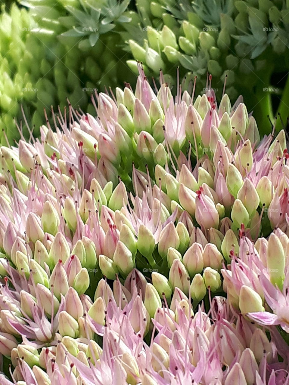 Pink Flower Buds