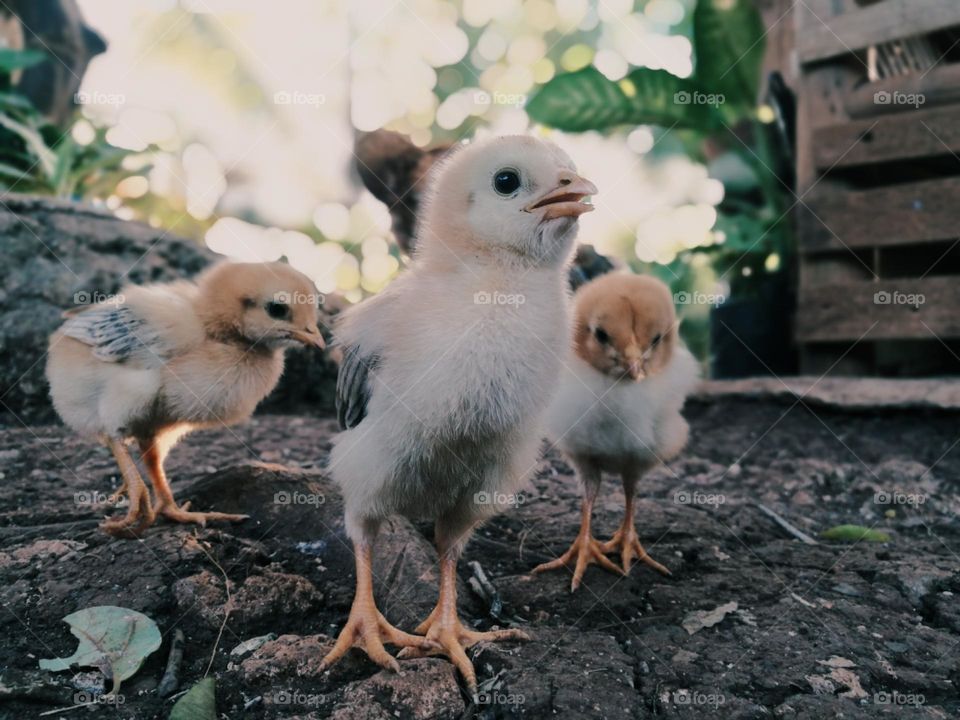Chicks