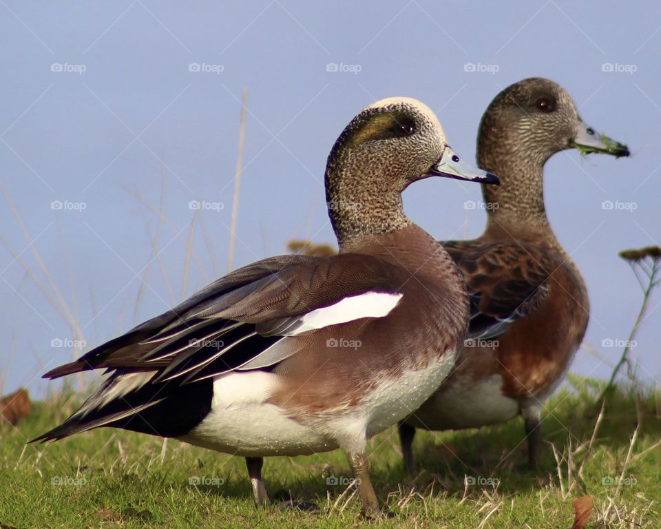 Birds of a feather! These wigeons were so pretty, walking and foraging together. The colors of their feathers gleam in the sunlight.