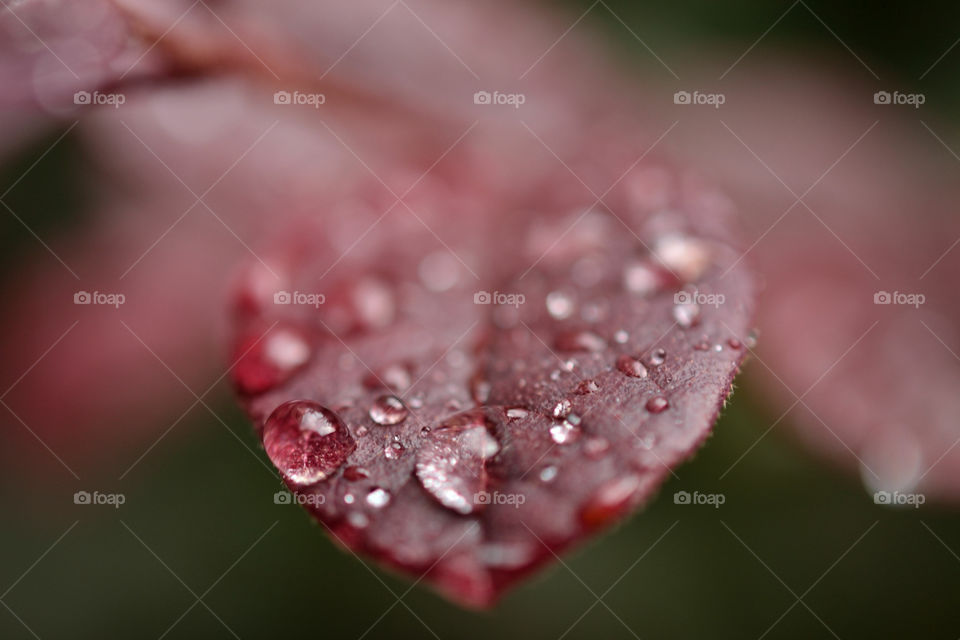 nature red plant leaf by t_wethand