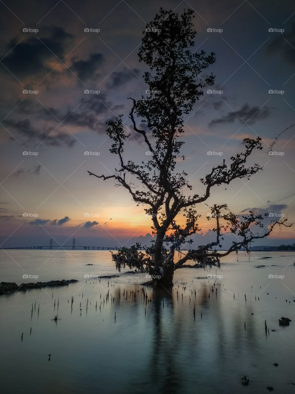 lonely tree during a sunset