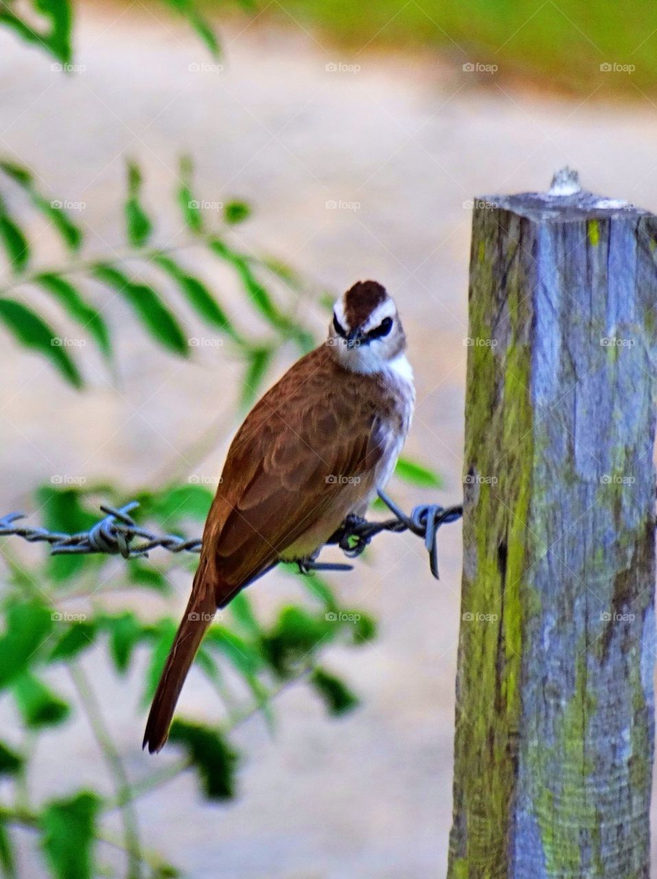 Bird on barbwire