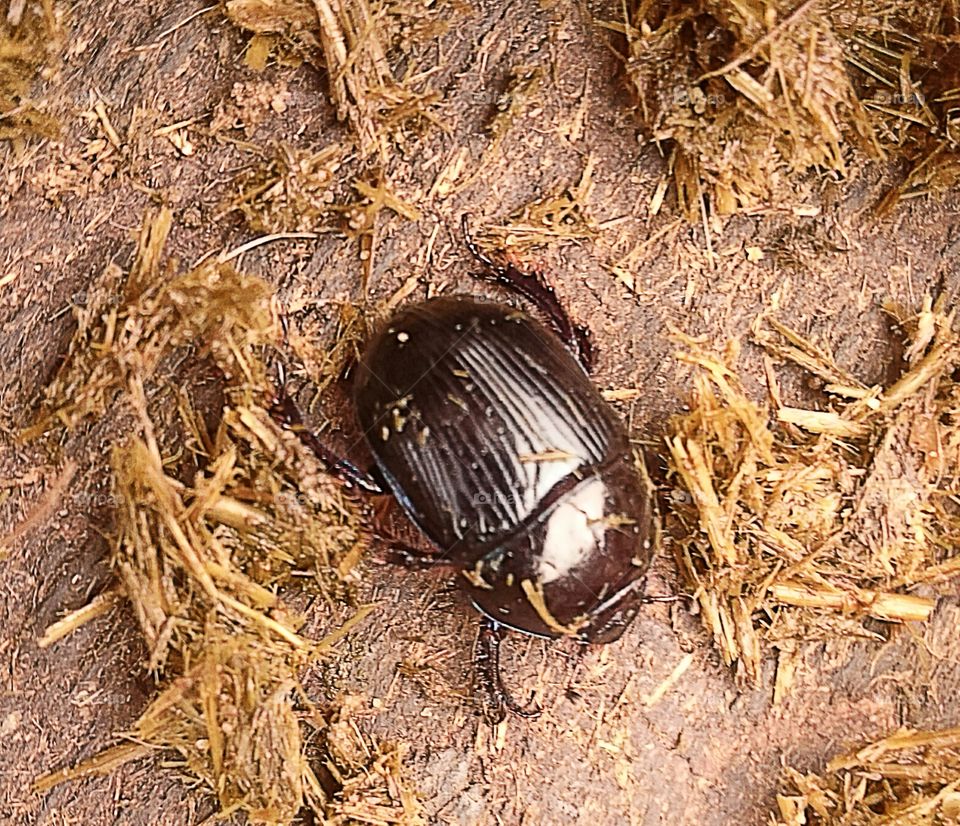 Dung Beetle