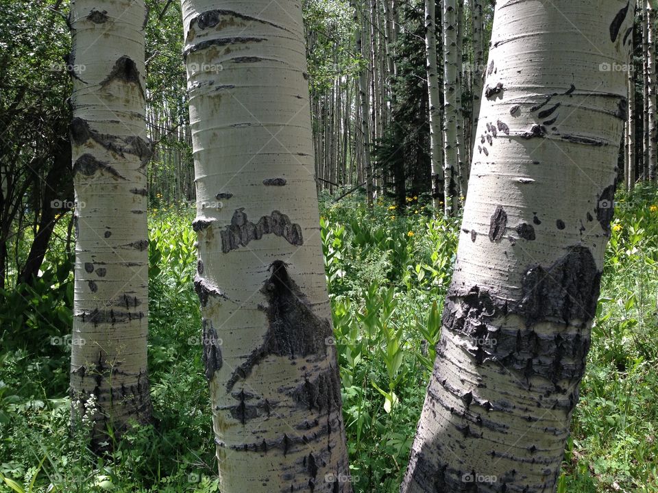 Aspen trunks