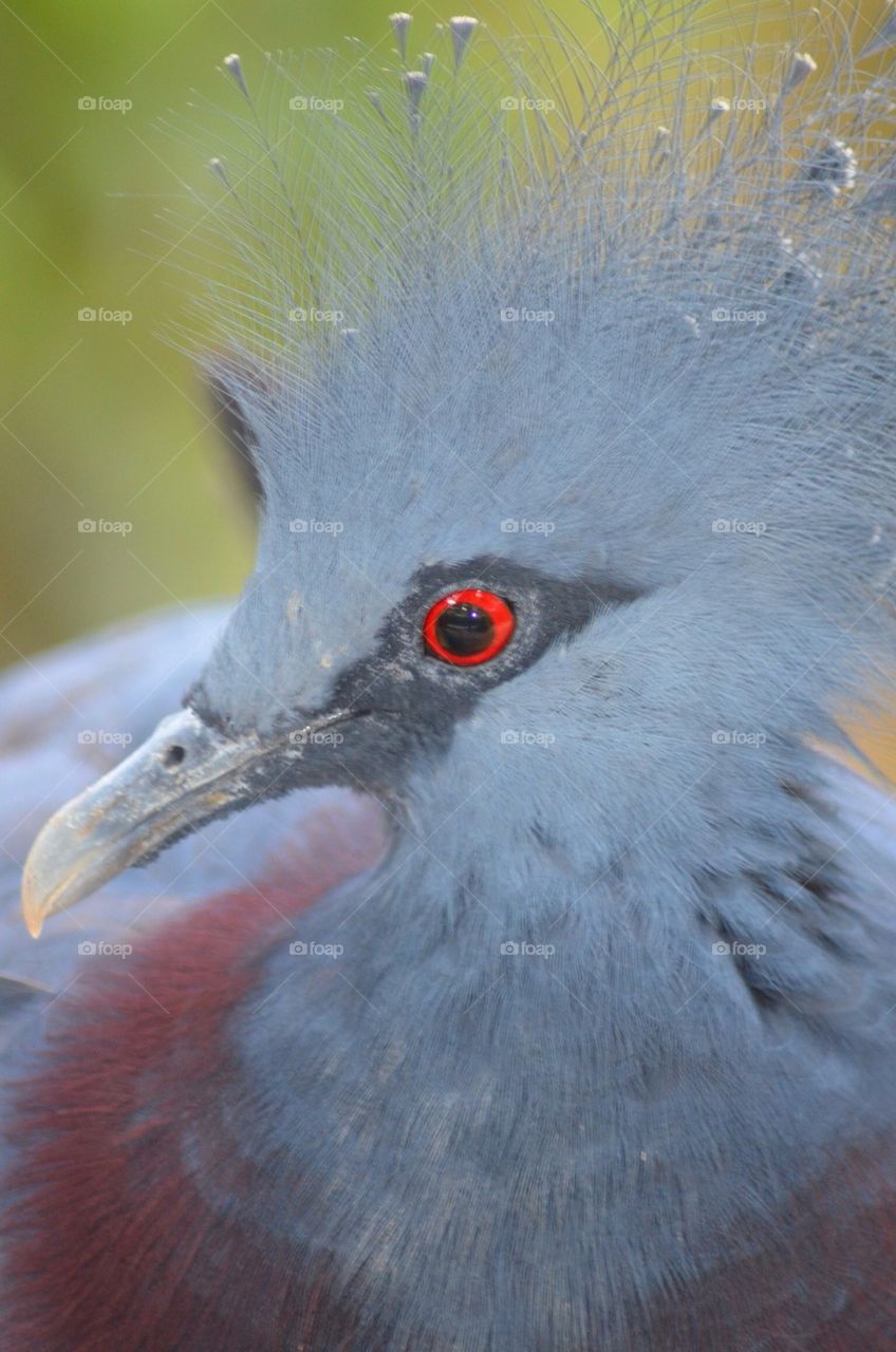Blue Crowned Pigeon