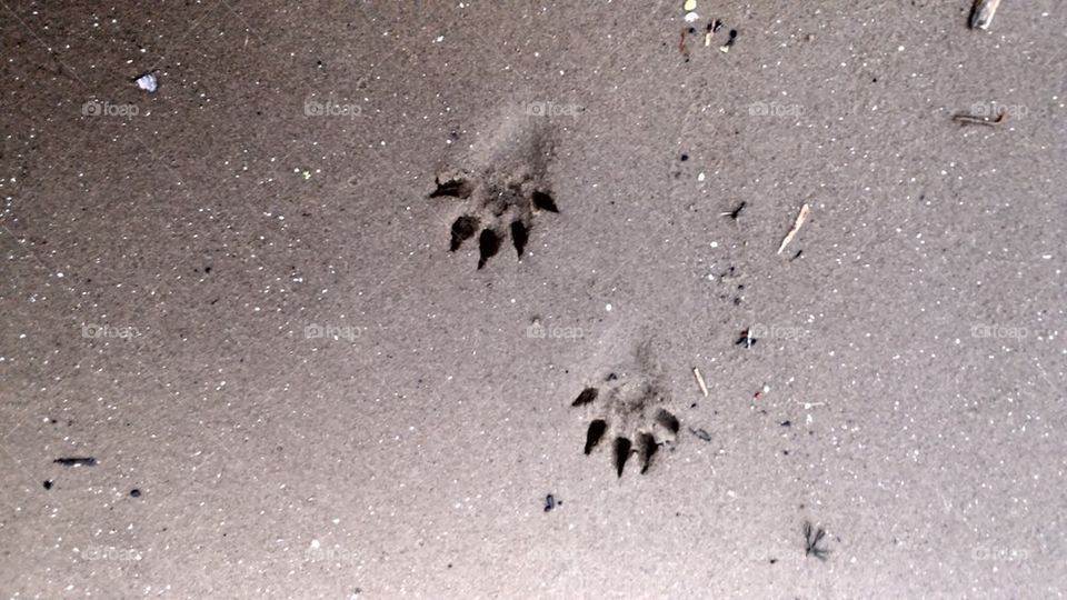 Animal paw