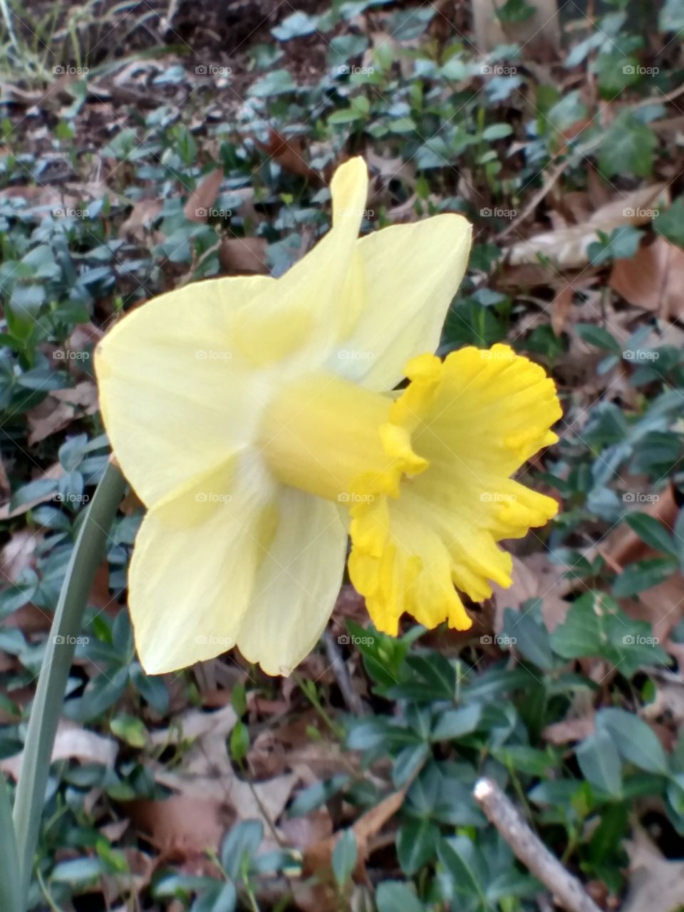 daffodil Springs