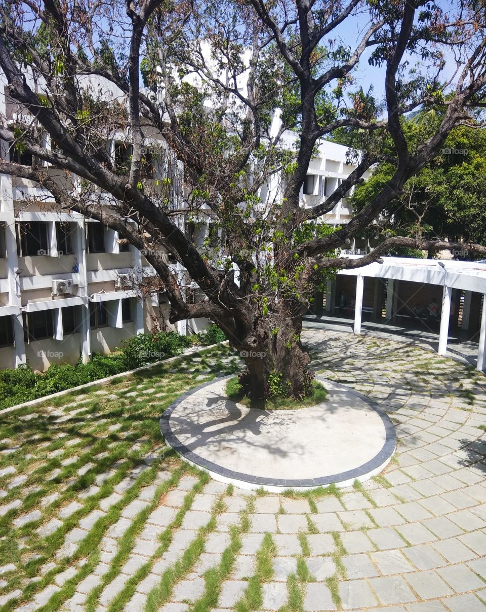 this tree marks the centre of the courtyard around which the building is situated!