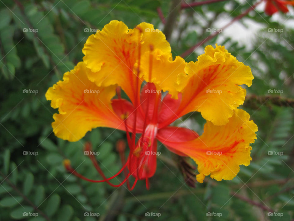 yellow flower orange bird by davidi92260
