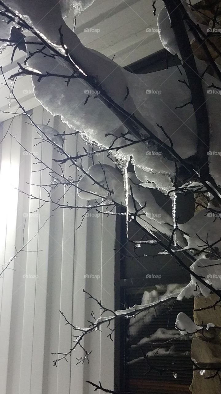Freezing Tree
