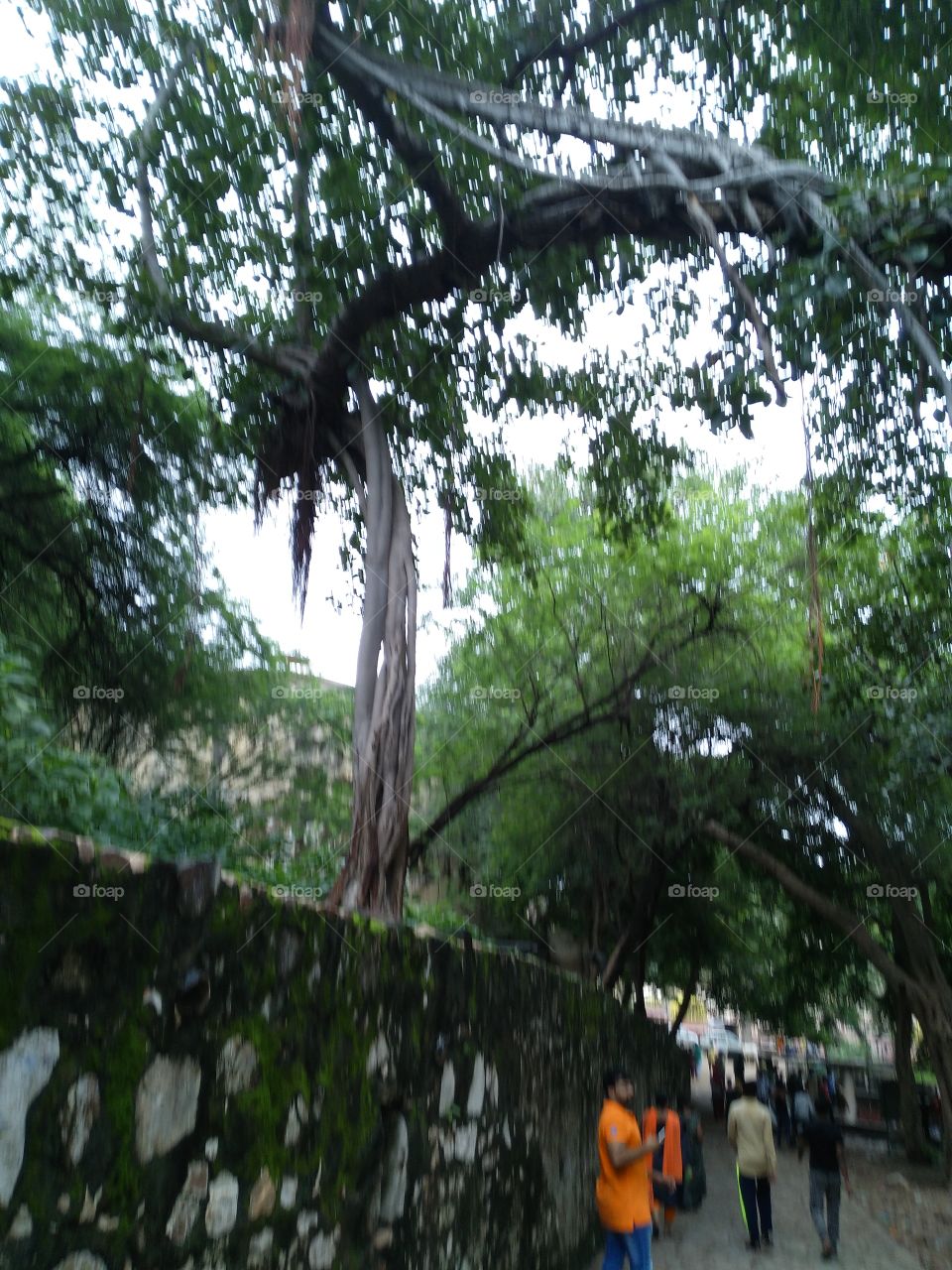 banyan tree in wilderness