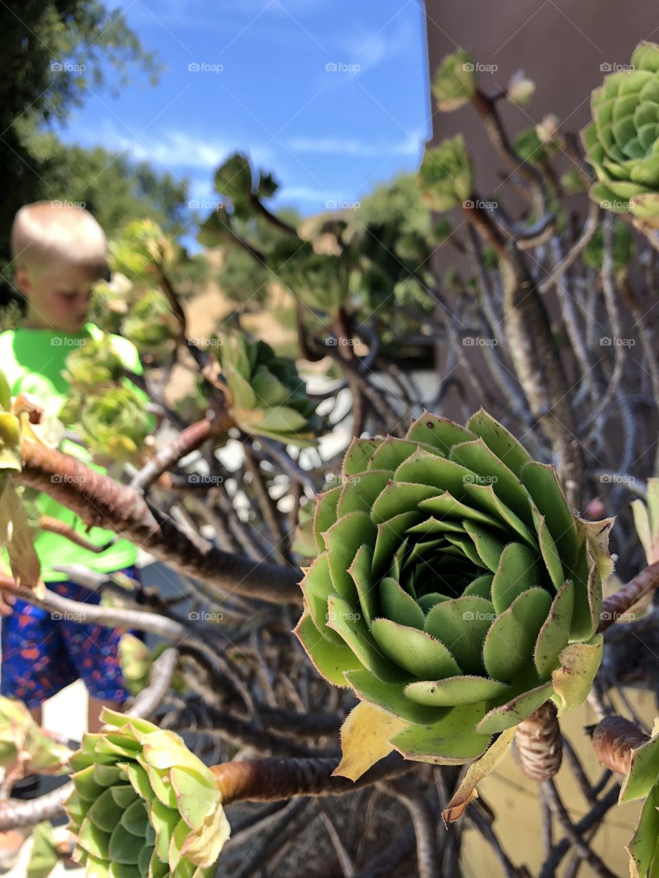 California Succulents. An aspiring botanist. 
