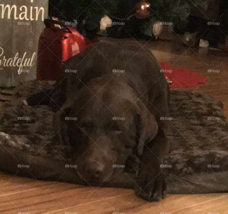 Our farm boy. He adopted us. 