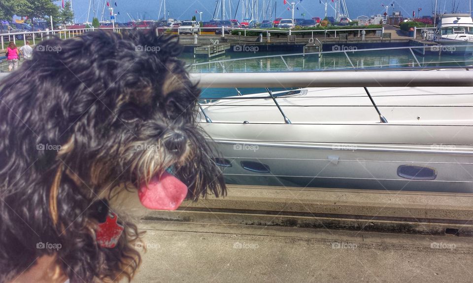 Summertime Stroll. Dockside Doggie Getting a Lift