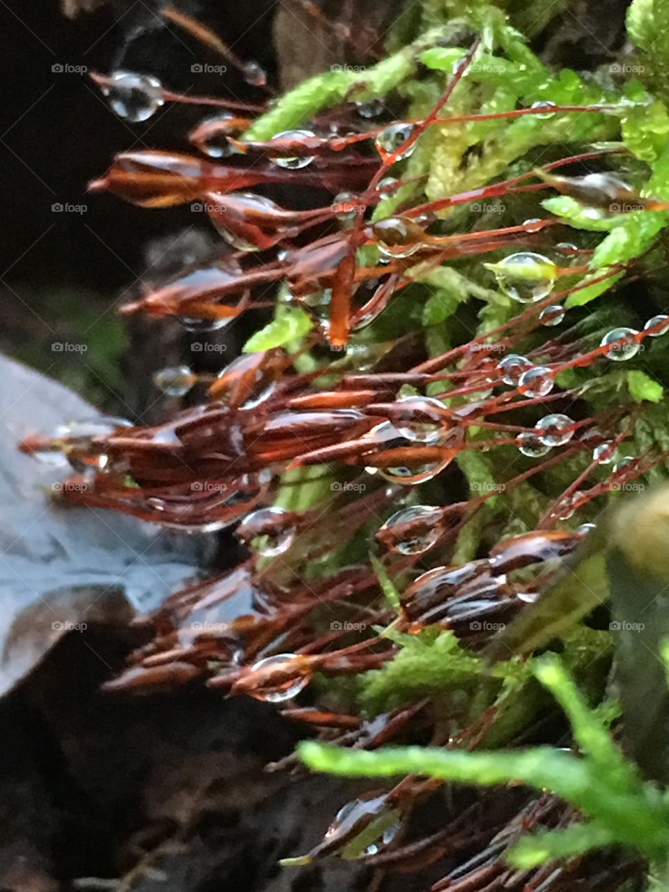 Moss droplets