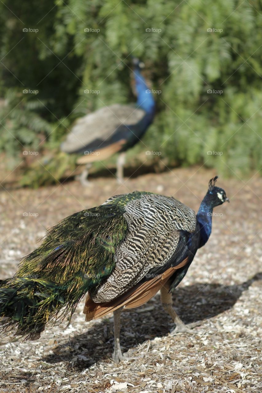 Peacocks