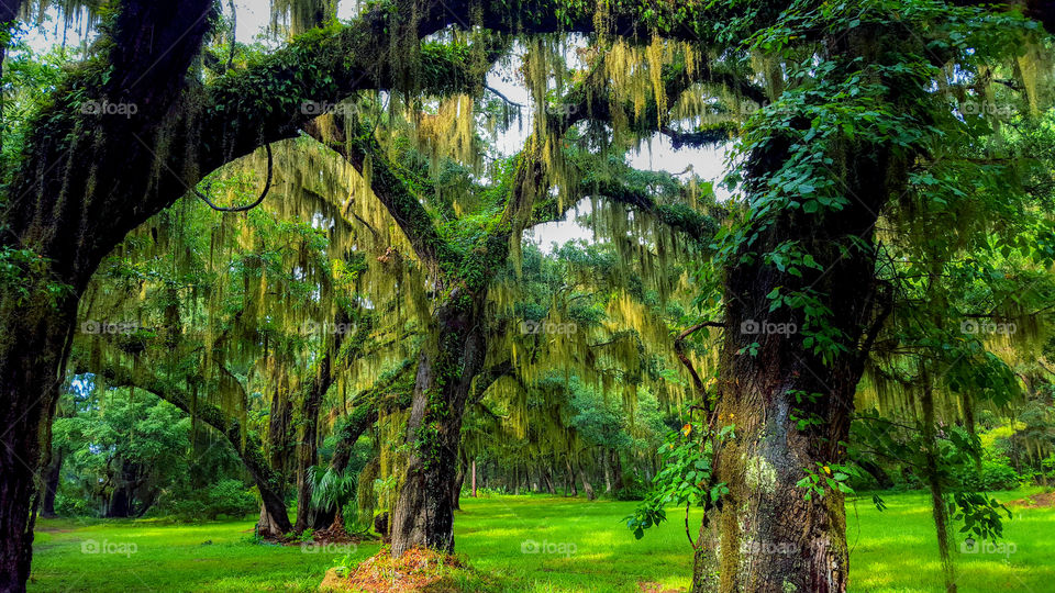 Spanish moss draped live oaks