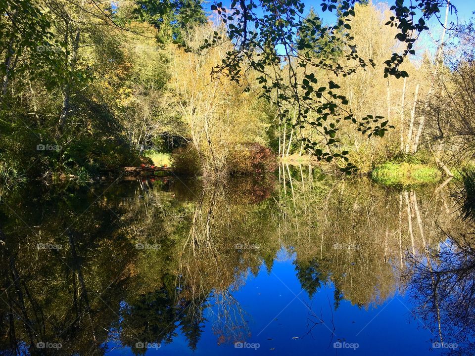 View of lake with trees