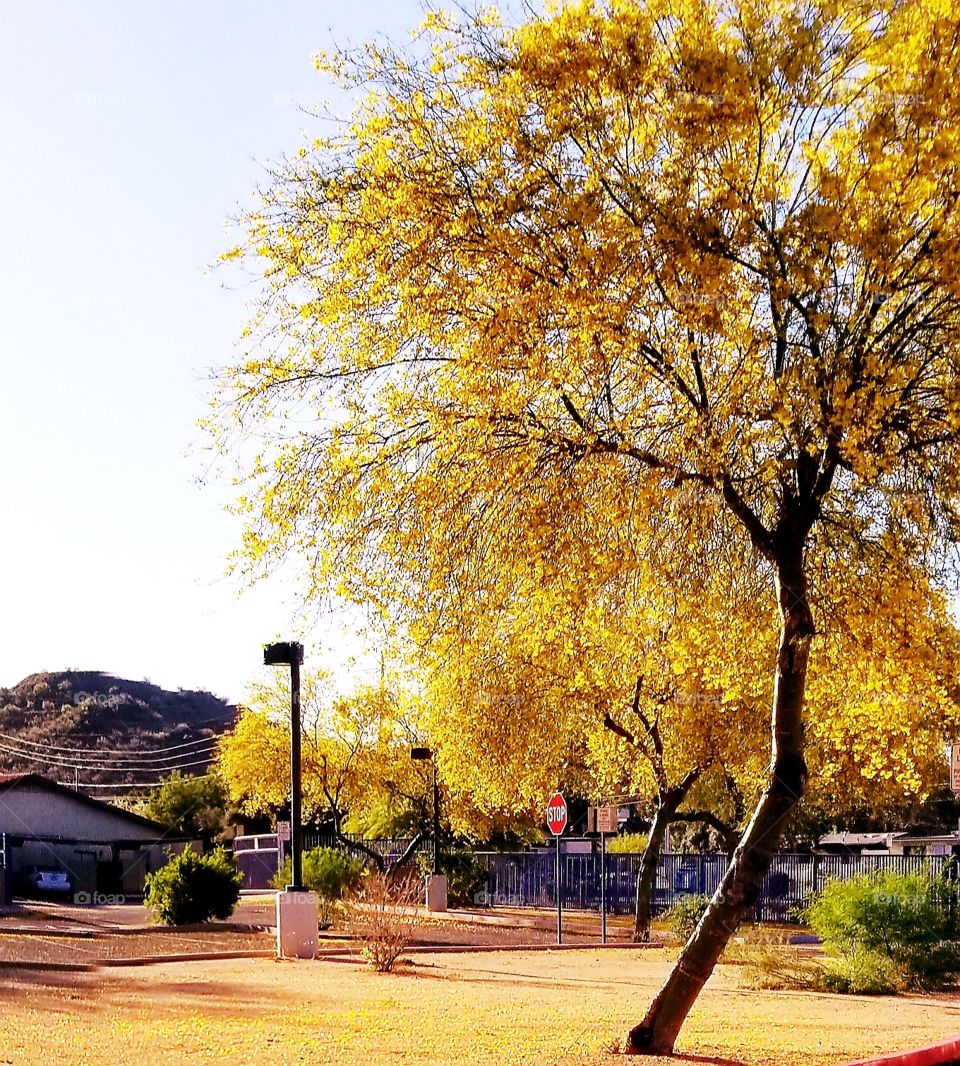 Palo Verde trees  in yellow splendor