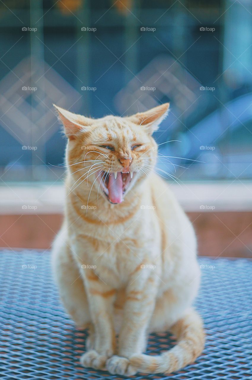 I captured mama cat’s adorable mid yawn and it looked like she was laughing her heart out. 😻