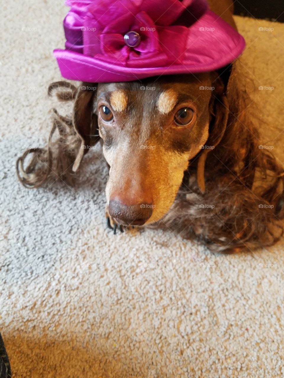 A Dutch Hound with a wig and a hat