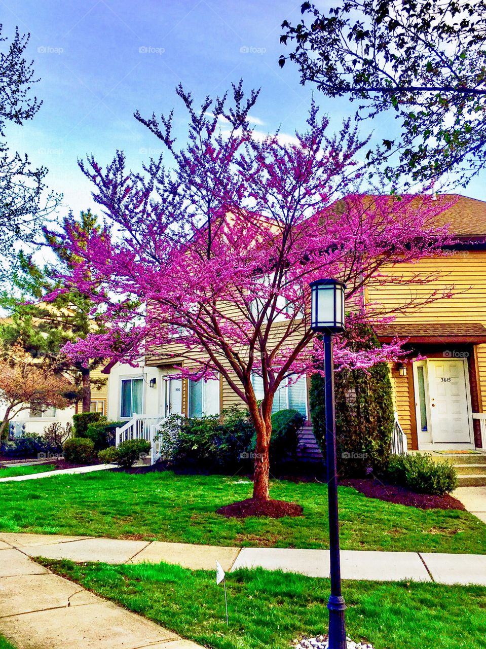 Spring time in my garden 