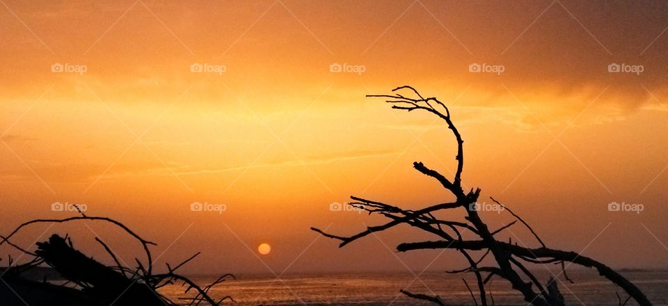 a branch of a tree with a sun drawing into the  ocean at essaouira city in Morocco.