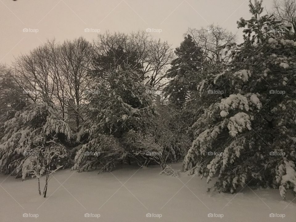 Wintry landscape ~ winter wonderland 