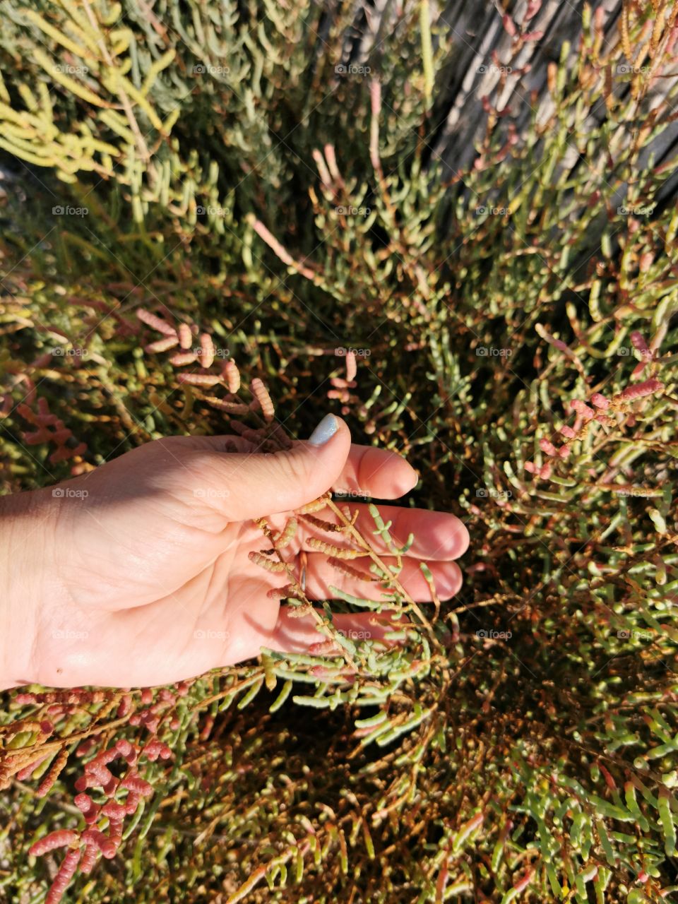 Woman's hand touching a plant