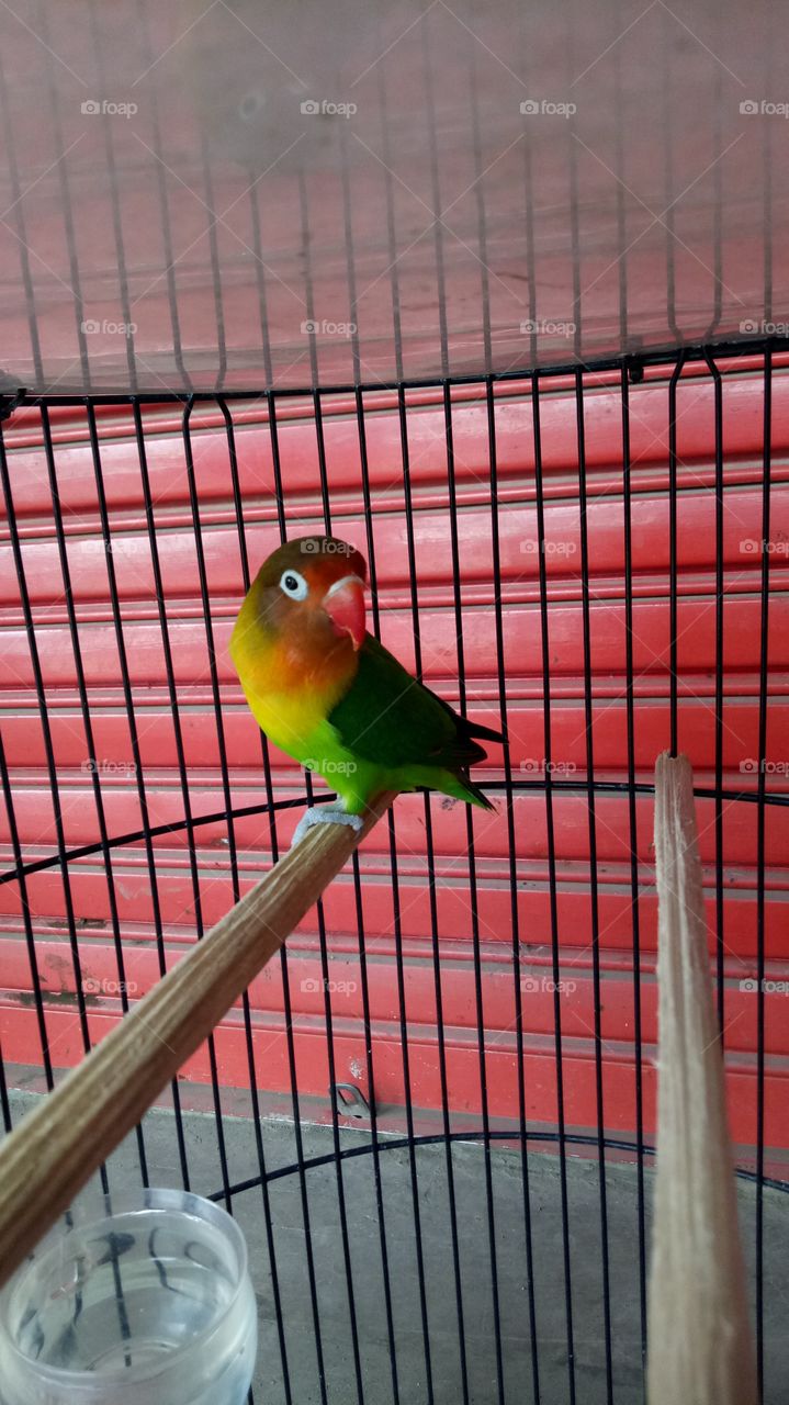 Lovebird