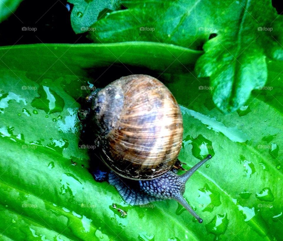SNAIL