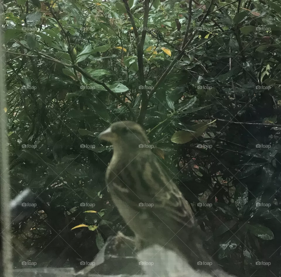 Bird