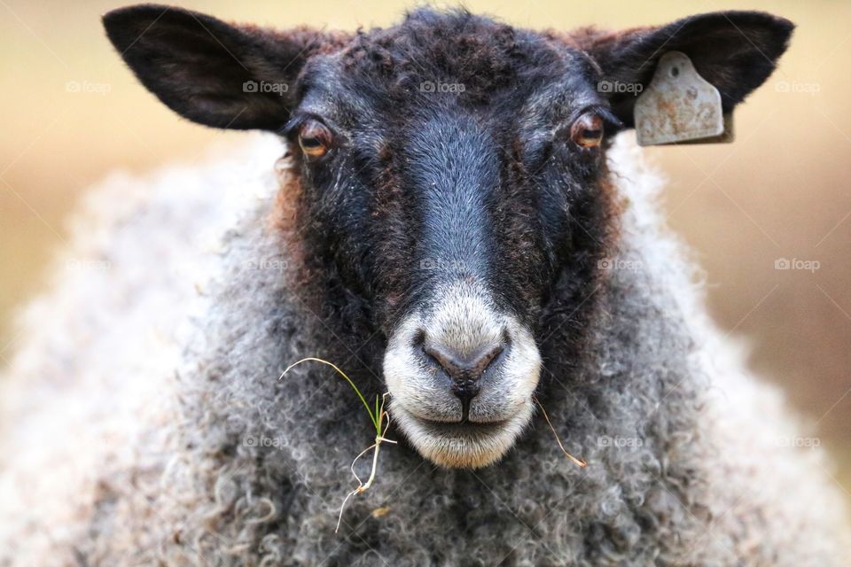 black sheep close up