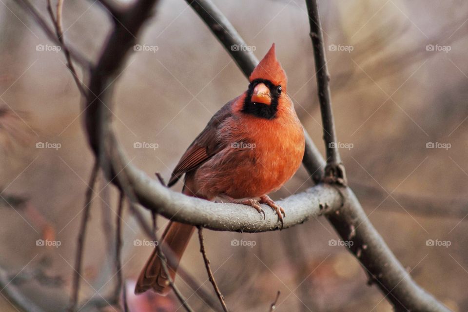 Close-up of finch perching on tree