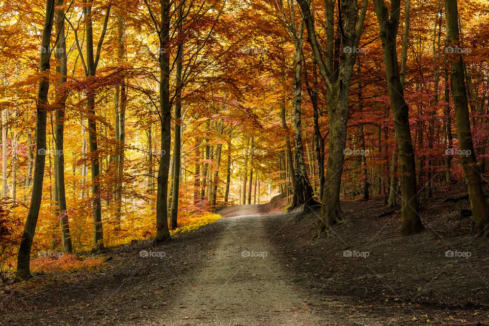 Fall, Wood, Leaf, Tree, Landscape