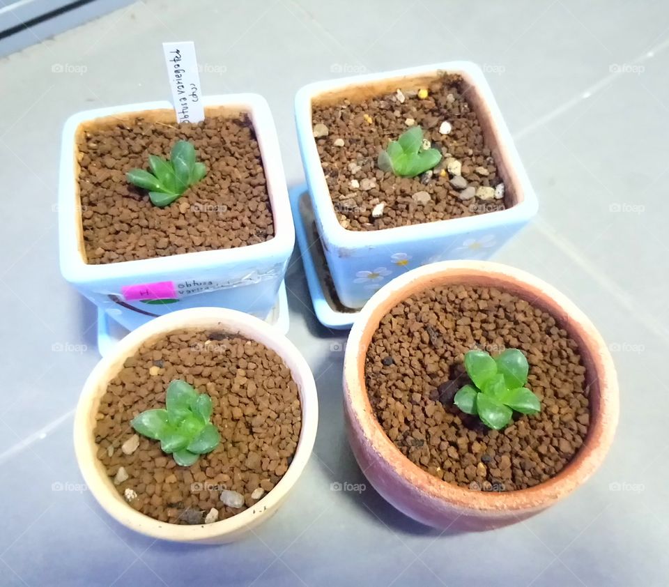 Obtusa Variegateb. They keep growing up everyday! #haworthia #pot #plant