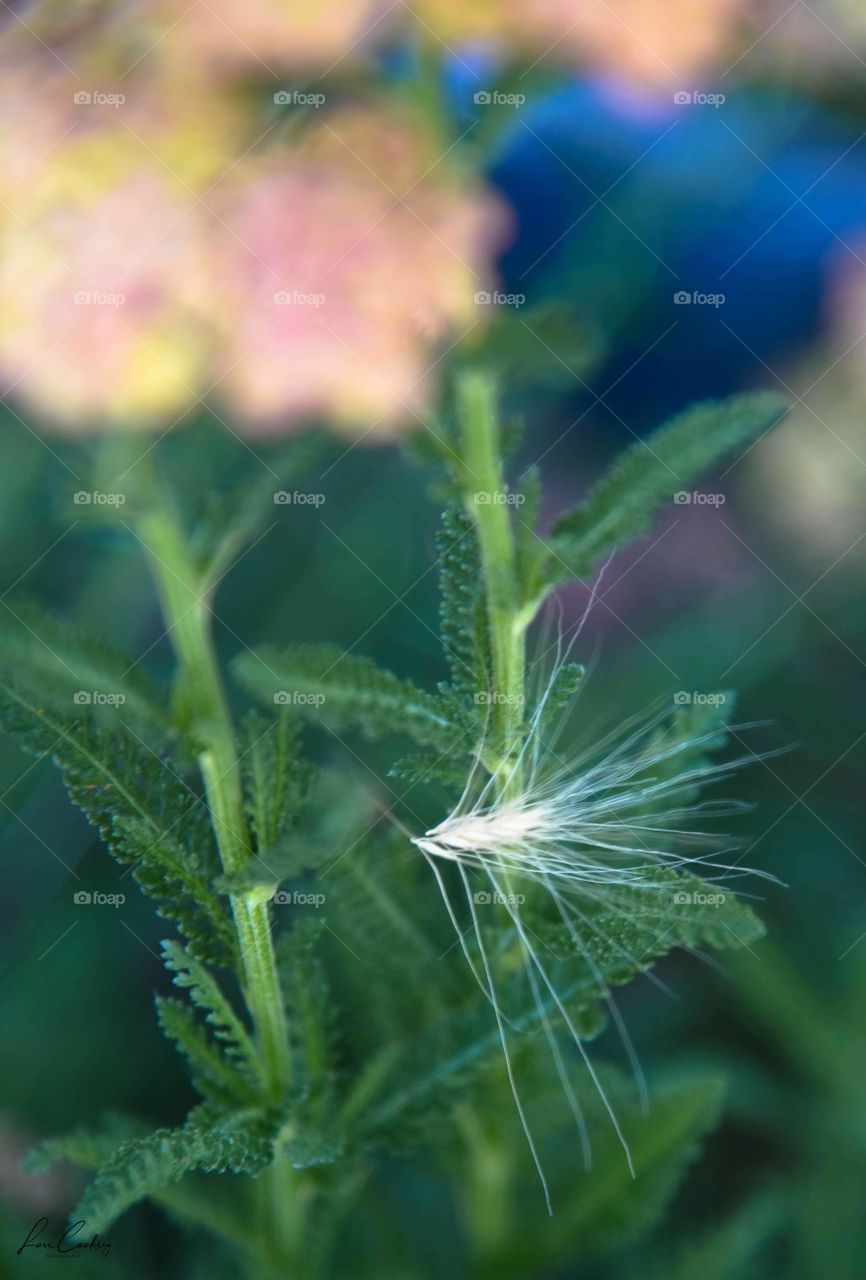 Caught in a Yarrow’s Clasp