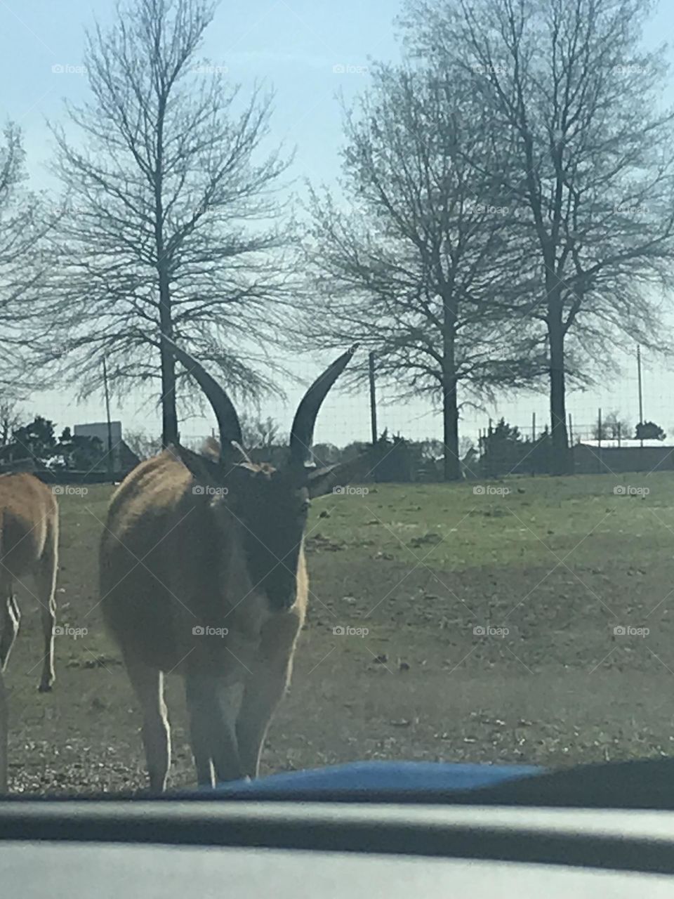 Safari Park 