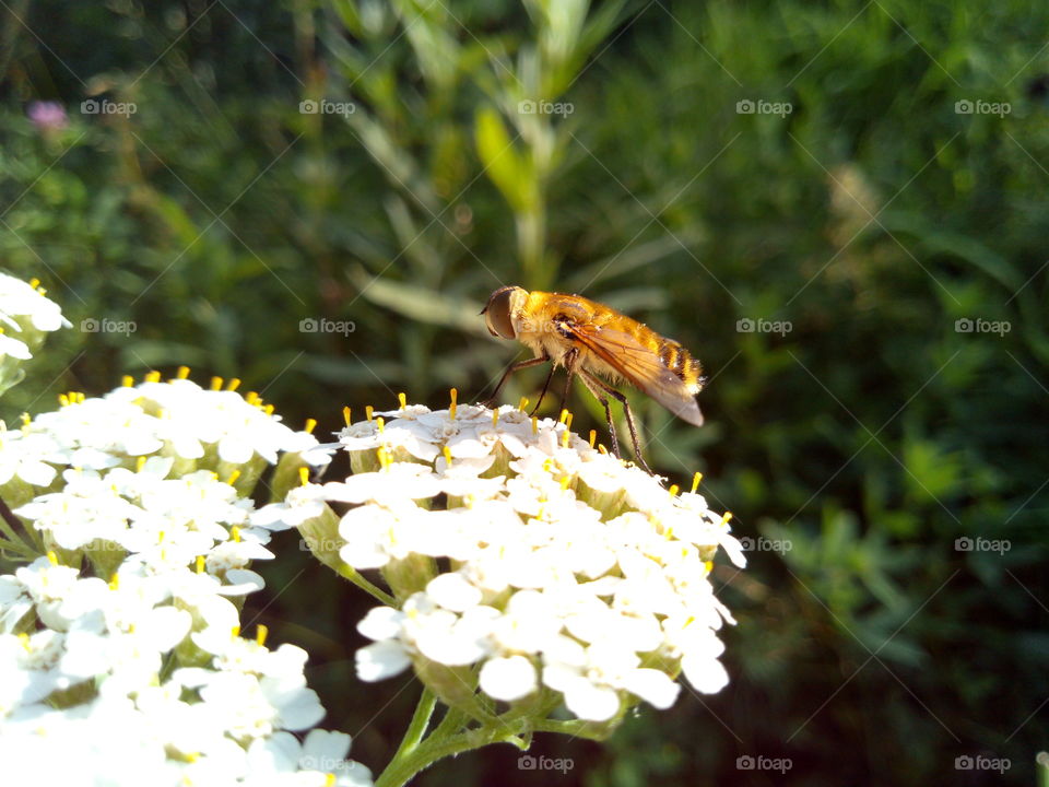 Golden fly on a flower