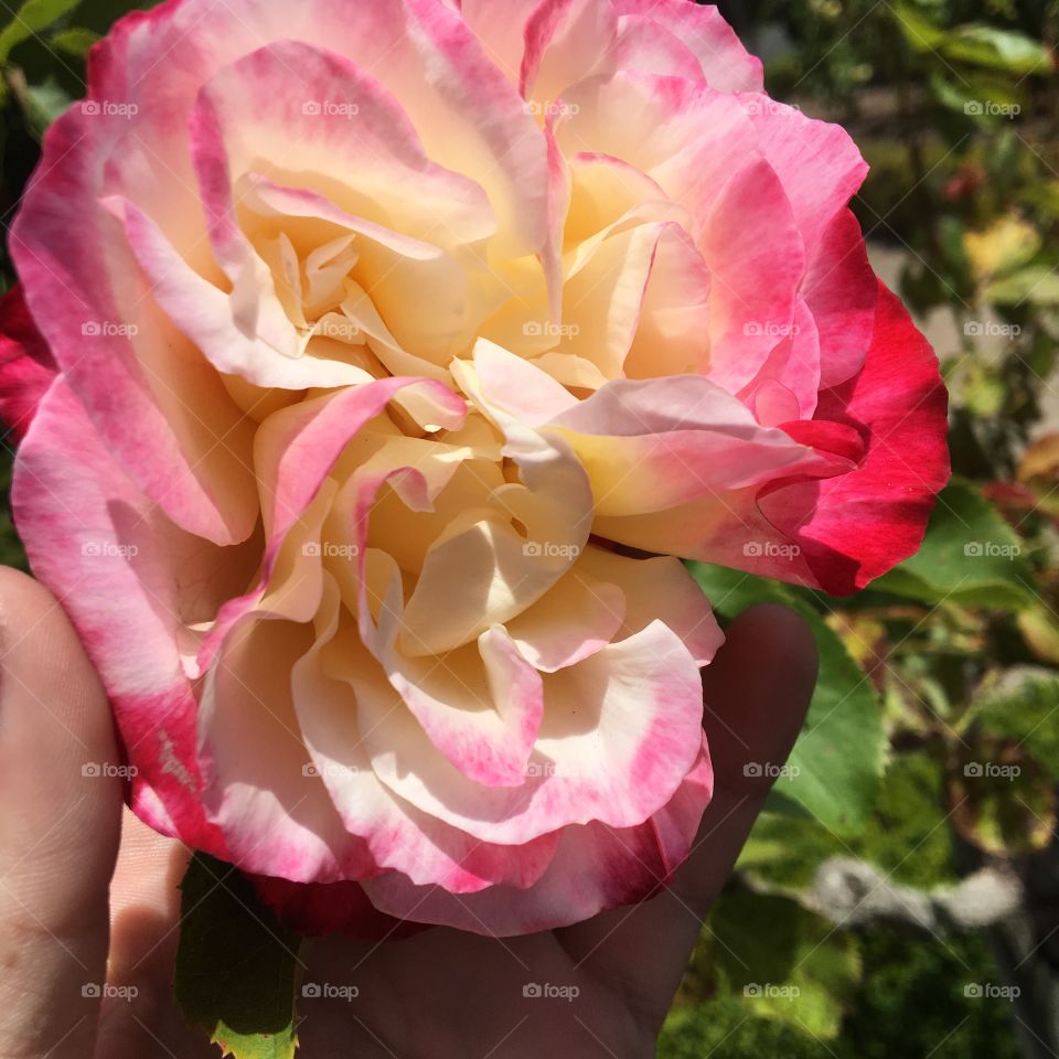 A beautiful rose. 