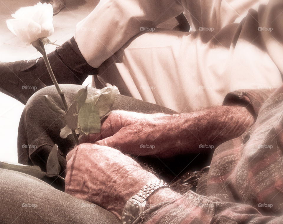 Old man and a rose. A aspereza das mãos que plantaram durante uma vida seguram uma uma delicada rosa de vida efêmera.