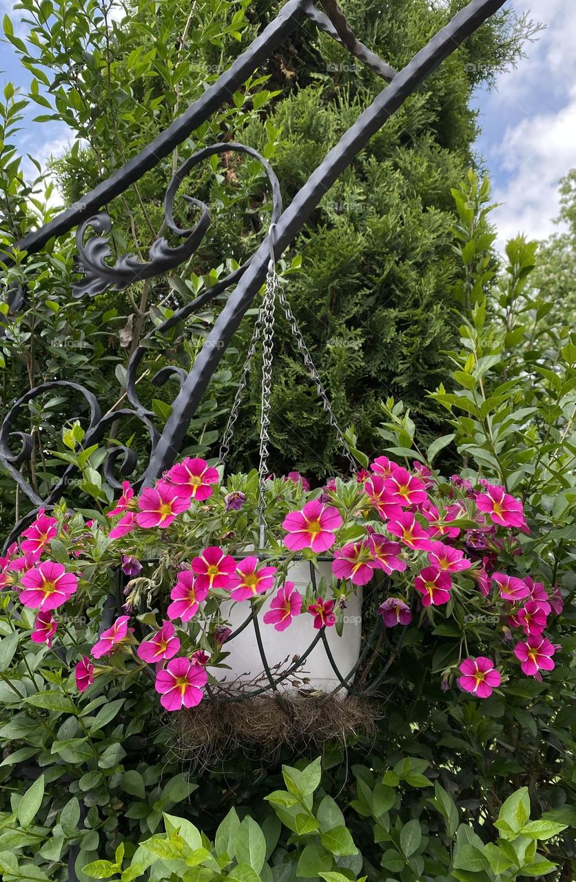 Beautiful flowers in pots 