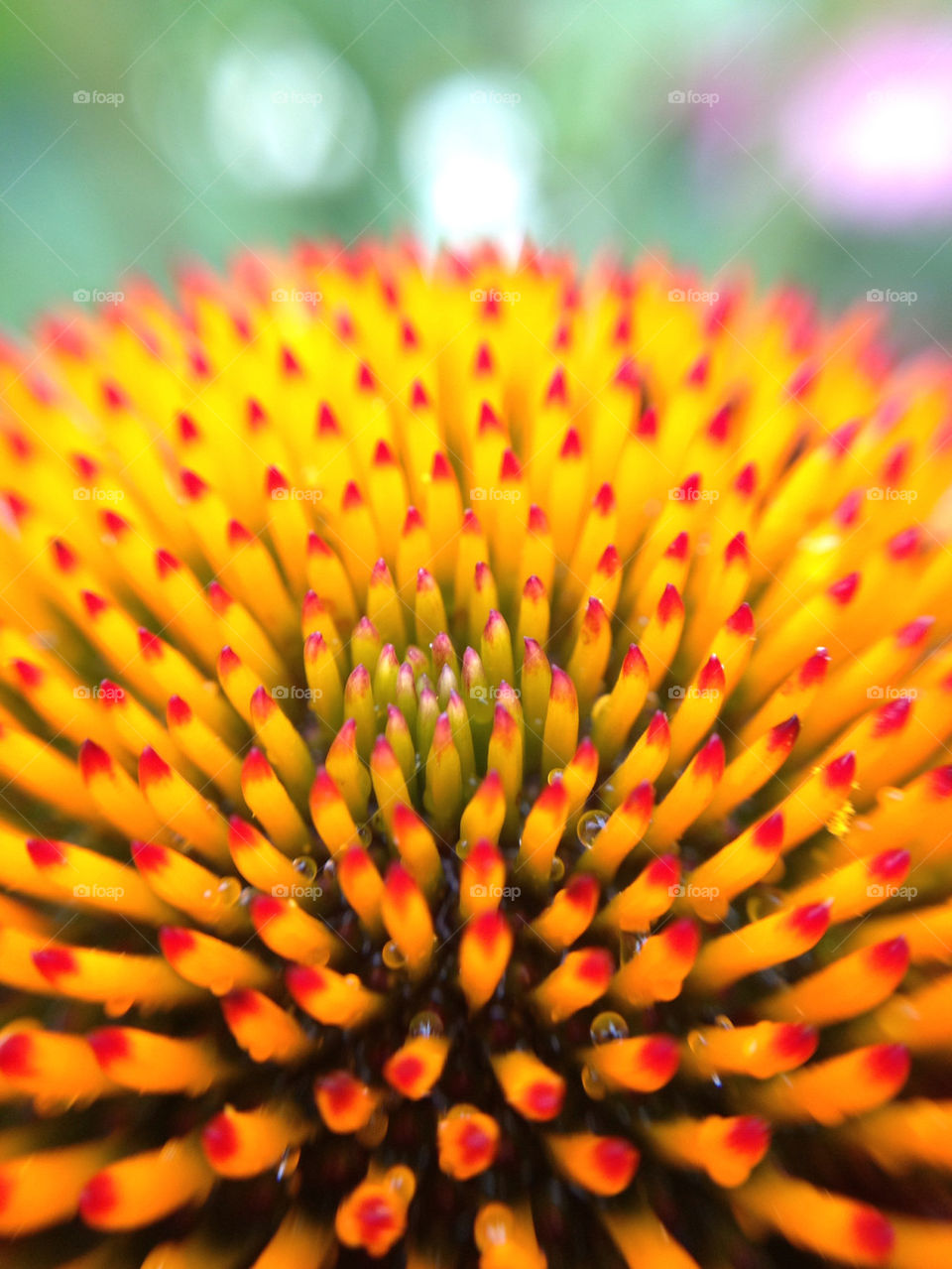 Extreme close-up of a flower