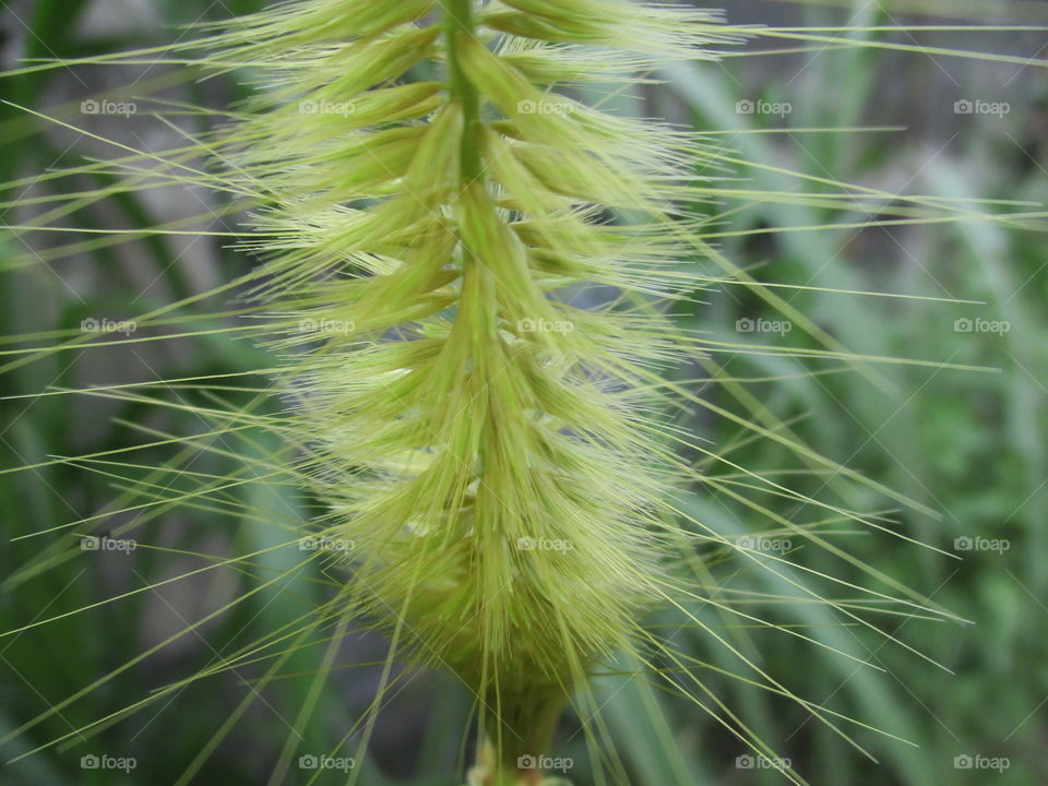 color green